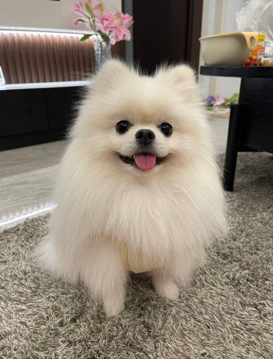 Ayanhushi's tweet photo. 颜值忽��忽低的怎么回事，有时候丑的都不想给它拍照，但是洗完澡就觉得特别好看，博美都这样的吗😂😂 https://t.co/AmkRLlraeN