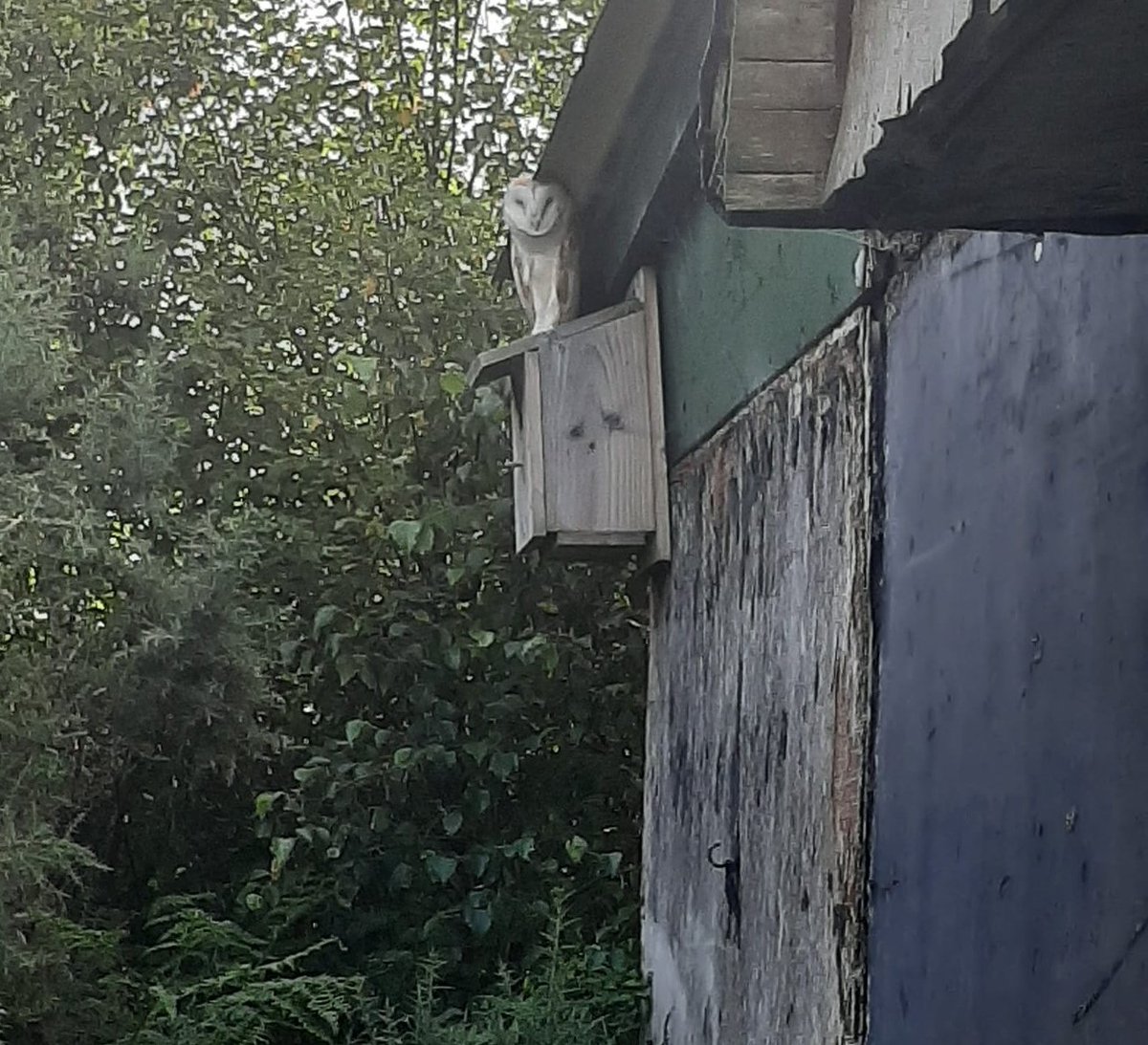 Barn owl sighted close to a Barn Owl Nest Box we have on a site near Athboy, Co Meath
#BarnOwlNestBoxes #BirdWatch #Meath #BarnOwls #Athboy