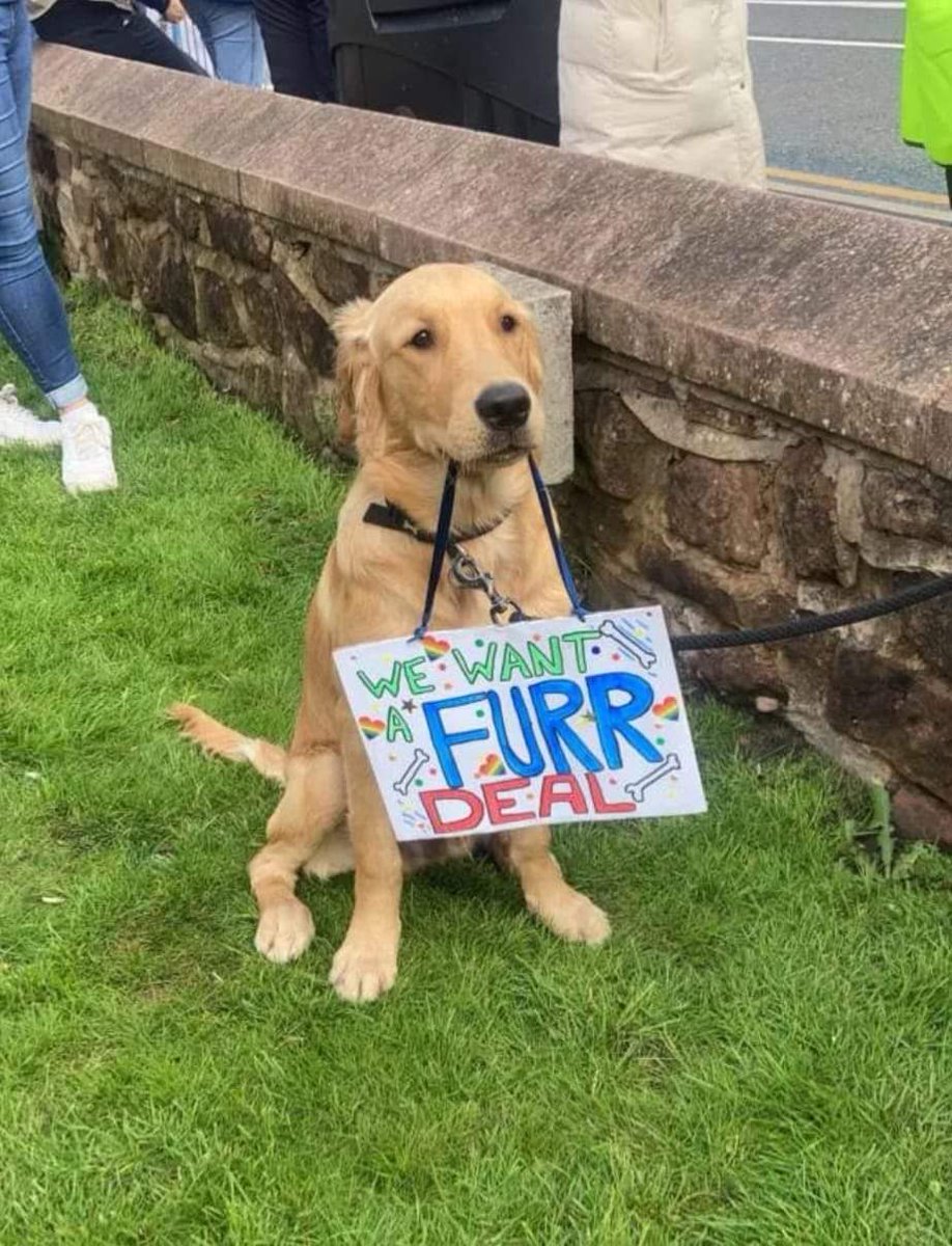 My favourite picture from our picket at Whiston hospital yesterday.  The lovely 8 month old puppy Freddie.  Day 2 ahead.  #radstrike #RadiographersStrike #respectradiography