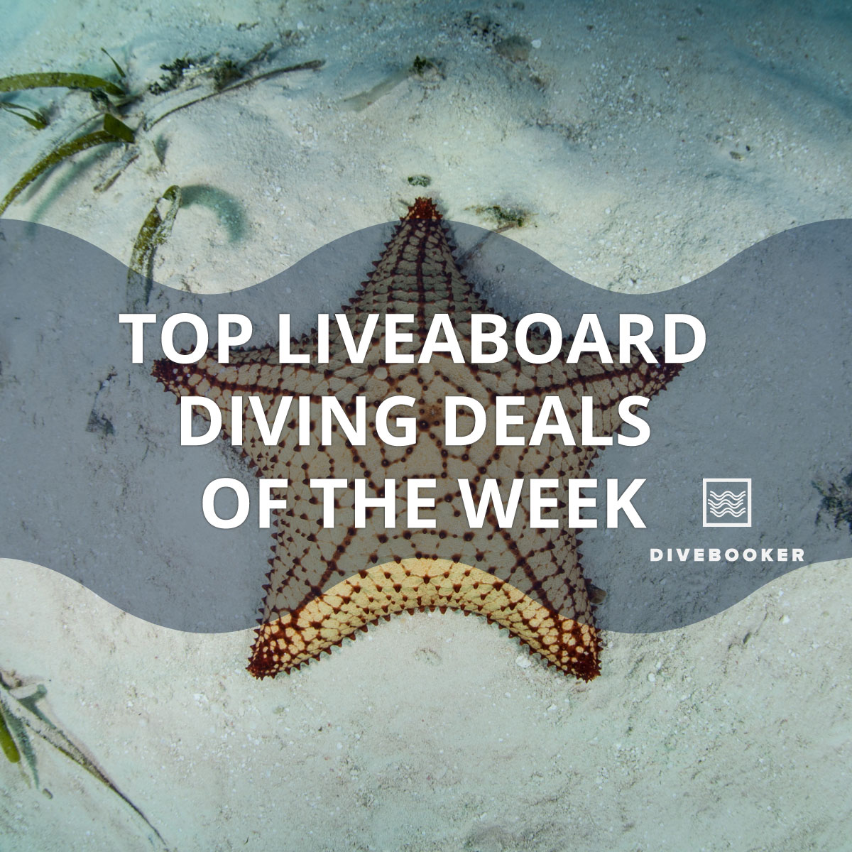 Divebooker.com tweet media