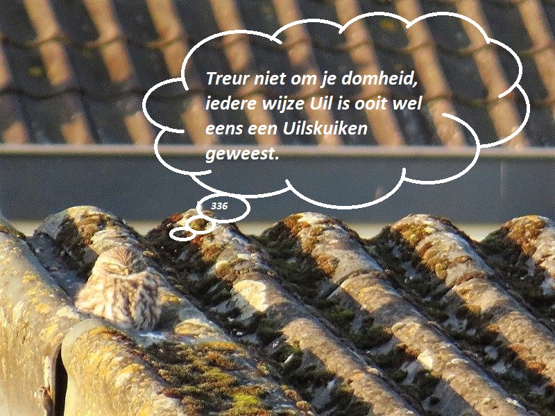 Ook mijnheer de Uil wil wel laten weten dat iedereen wel eens steken laat vallen, maar je kan ze ook weer herstellen ! En dit @Uiltje heeft zijn woning in @Druten langs de dijk.