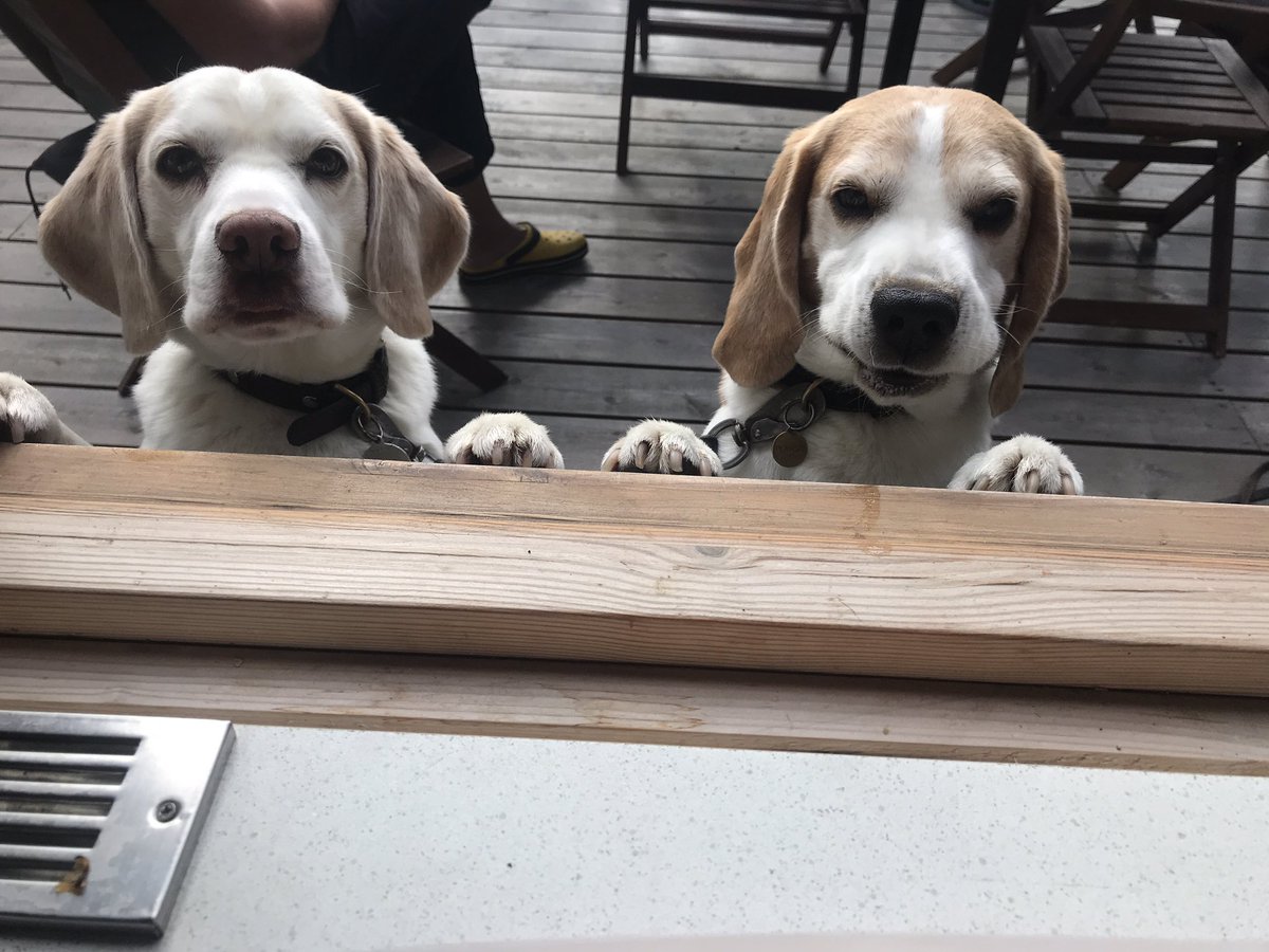 Two sandwiches and water, please. #breakfast #petitdéjeuner #beagles #dogsoftwitter #kiosque #dogsonholidays