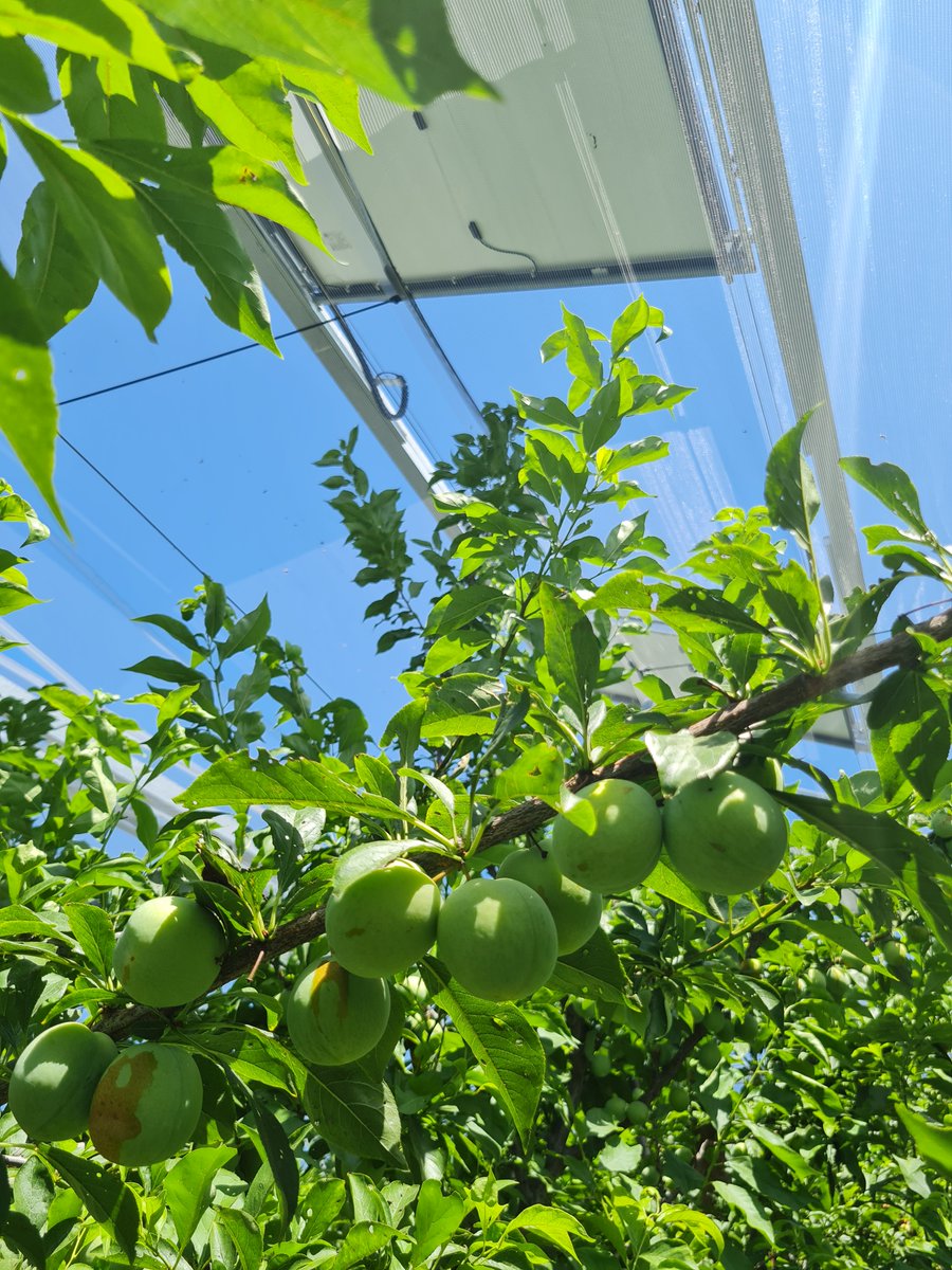 Ombrea (@ombreafr) on Twitter photo Zoom sur l'irrigation différenciée !
La SCP avec l'appui de l'agriculteur, installe ce système nous permettant de suivre l'impact de l'ombrage dynamique sur les besoins en irrigation de la parcelle.
(Site mené avec la SCP)
#innovation #agrivoltaïsme #agriculture Zoom sur l'irrigation différenciée !
La SCP avec l'appui de l'agriculteur, installe ce système nous permettant de suivre l'impact de l'ombrage dynamique sur les besoins en irrigation de la parcelle.
(Site mené avec la SCP)
#innovation #agrivoltaïsme #agriculture
