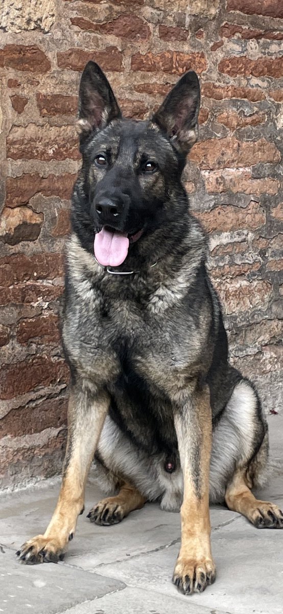 K9Protectoruk's tweet photo. Here’s Elite Protection Dog Flash nearing the end of his Elite program. He typifies everything I look for in a #family #protection #dog he’s available @K9Protectoruk https://t.co/yDejfXDirf