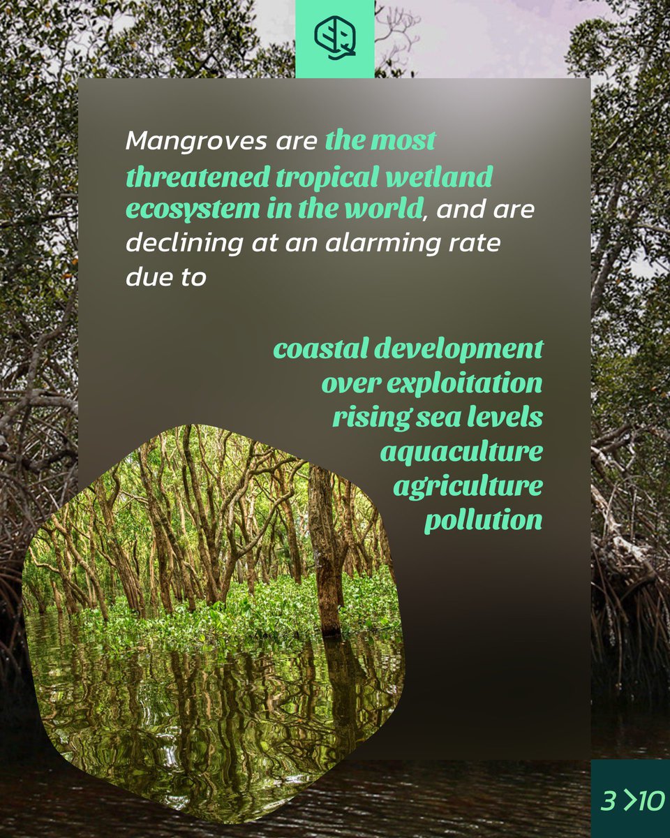 okala_io's tweet photo. It’s International Day for the Conservation of the Mangrove Ecosystem! Amazingly, the world’s tallest mangroves are located next to our South Estuary Concession in neighbouring Pongara National Park, Gabon 
#internationaldayfortheconservationofthemangroveecosystem https://t.co/SheepJBnEL