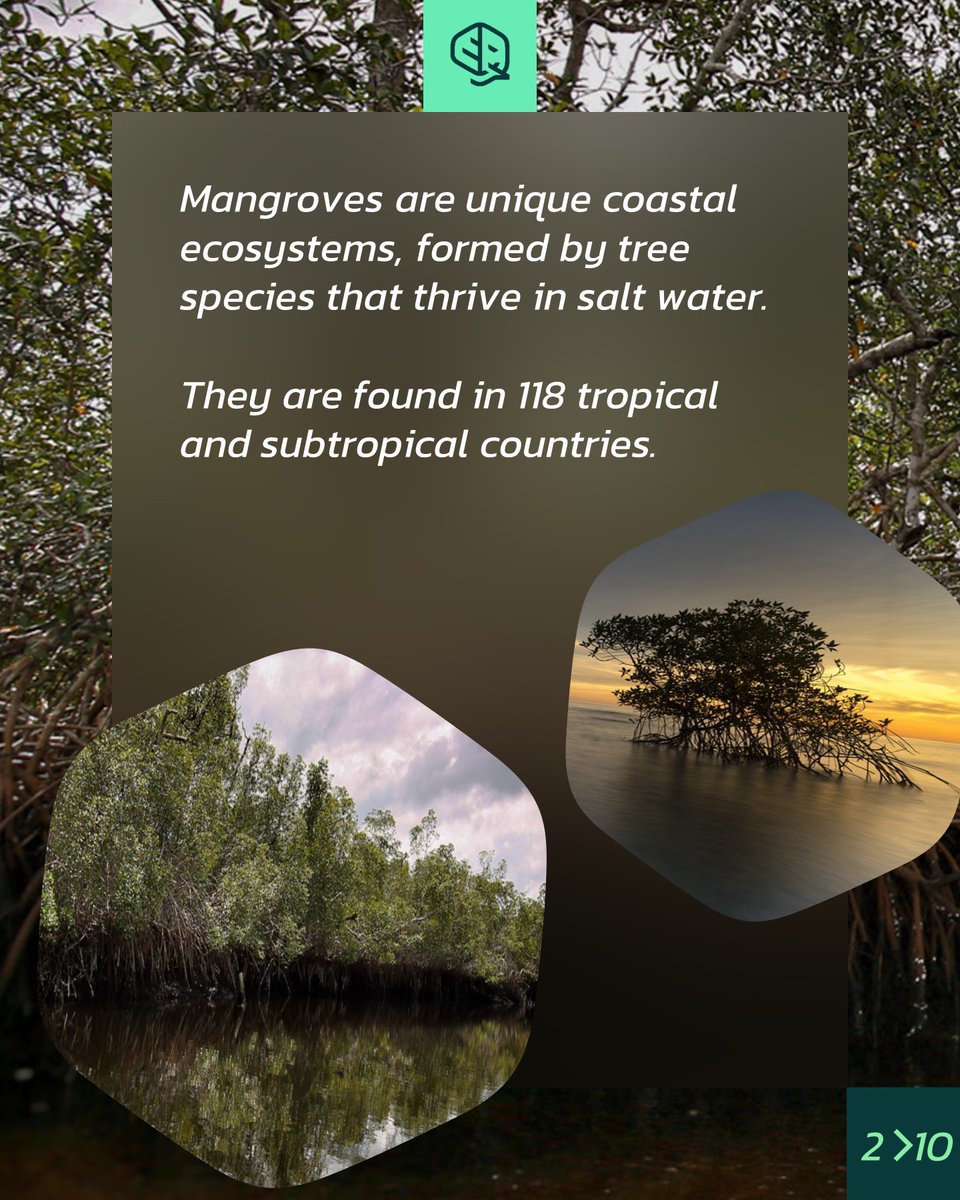 okala_io's tweet photo. It’s International Day for the Conservation of the Mangrove Ecosystem! Amazingly, the world’s tallest mangroves are located next to our South Estuary Concession in neighbouring Pongara National Park, Gabon 
#internationaldayfortheconservationofthemangroveecosystem https://t.co/SheepJBnEL