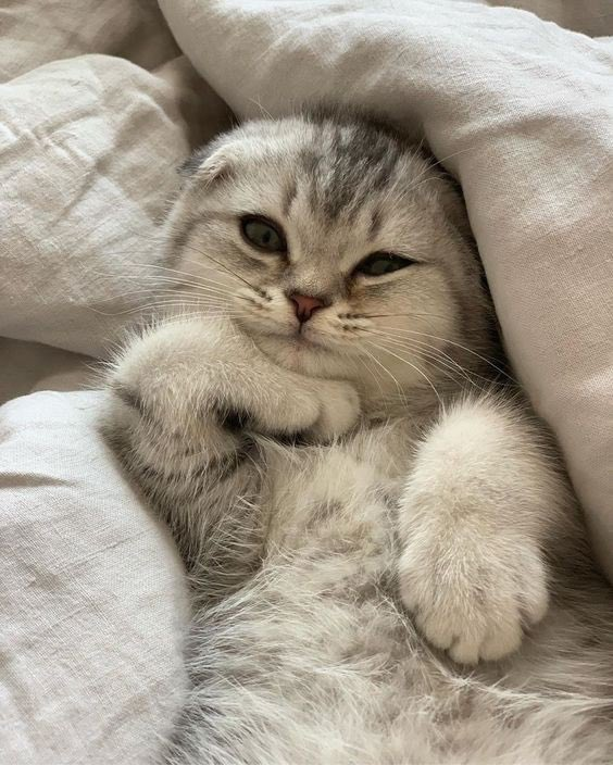 bitcoiner tweet media