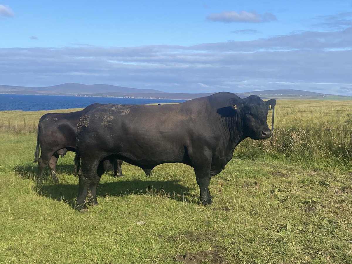 Kuga back in business 🤞🏼#aberdeenangus