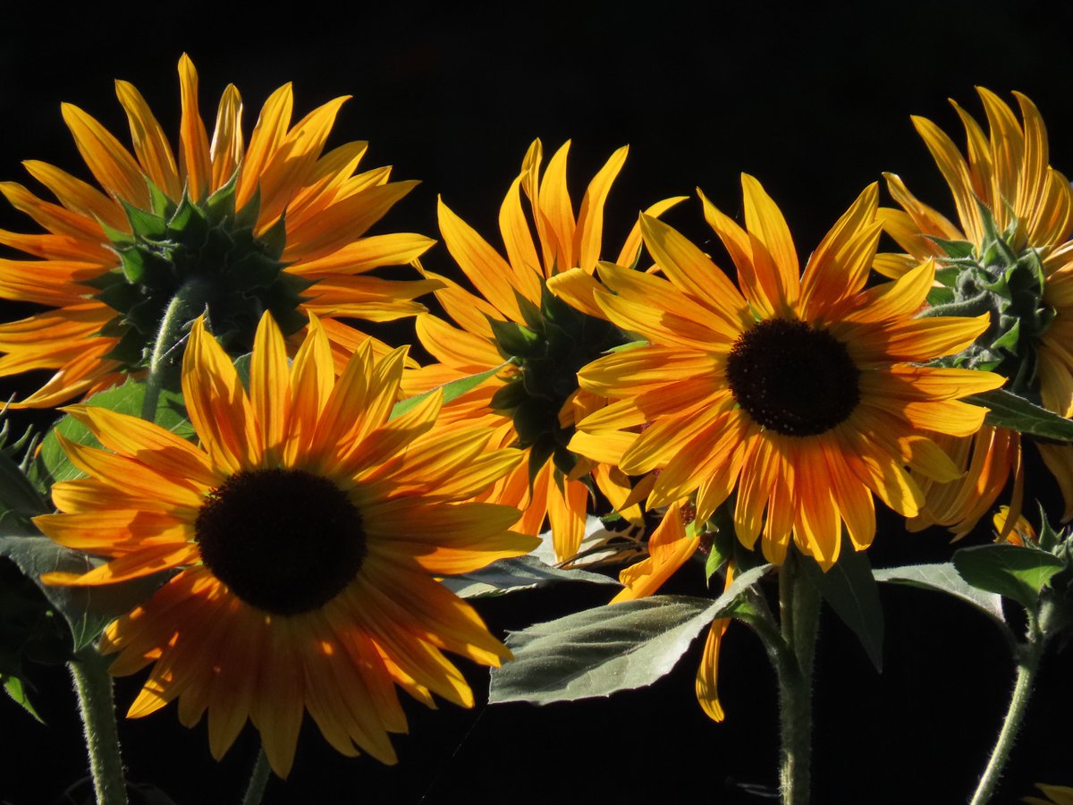 Urbanponds101 tweet media