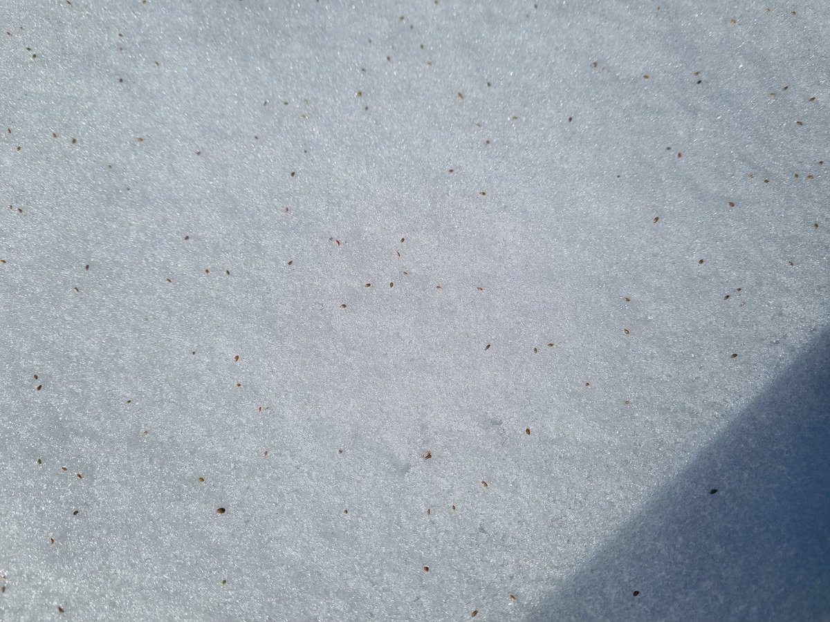 Tässä oli syysvehnä alla. Tuli puitua timoteisyysvehnää...