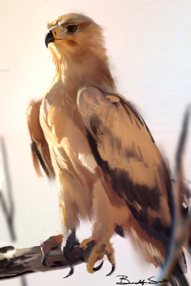 Painting study of a bird of prey! Messed around with some colors and textures a bit