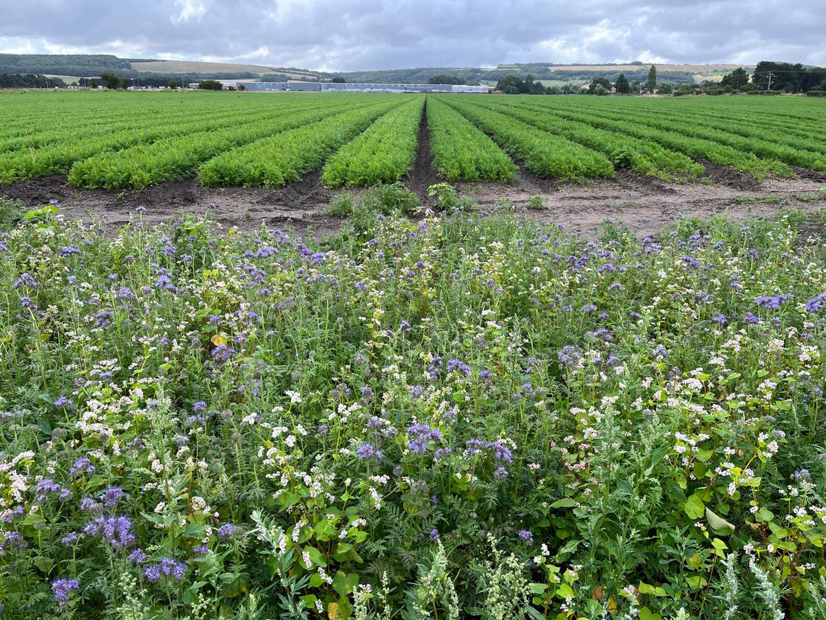 A beautiful picture of one of our wildflower meadow strips taken yesterday  !🥕🪻 <a href="/LEAF_Farming/">LEAF</a>