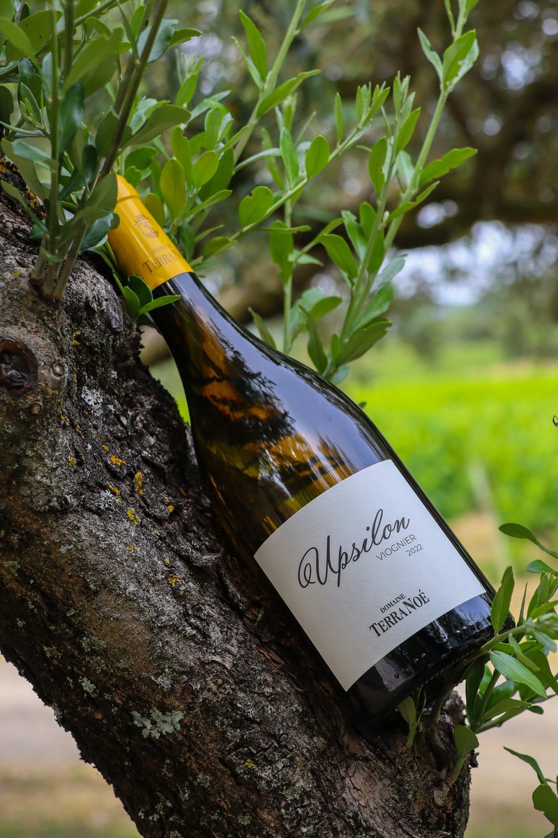 Vignerons_07's tweet image. #DomaineTerraNoé 
Après plusieurs mois de travail, nous sommes fiers de vous présenter notre nouvelle #cuvée : #Upsilon ✨
Un #Viognier avec une jolie robe aux délicats #reflets #argentés, des #arômes de #fleurs (tilleul et oranger) soulignés par des notes d’abricot frais !