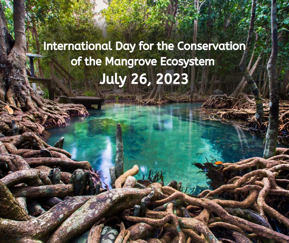 🌿🌍 Since 1980, we lost half of these forests, in some countries 80%.
Mangroves are true survivors, thriving in tough coastal conditions 🌊🌱 Let's protect these vital habitats for biodiversity and climate action! 💚🌏 #ProtectOurEcosystems #ClimateActionNow