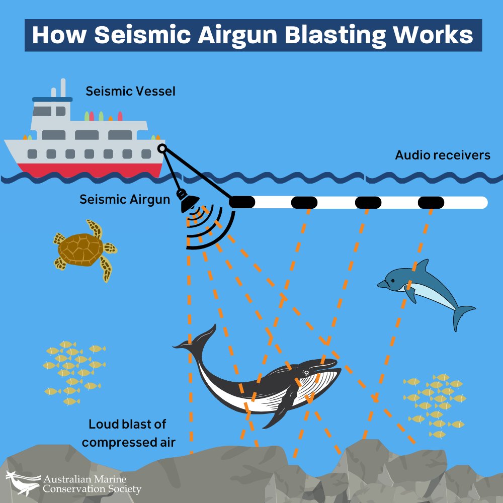 AustMarConsSoc's tweet photo. 💥Seismic blasts can be deadly for marine life. Fossil fuel exploration companies have submitted one of Aus' largest ever seismic blasting proposals, over marine parks & critical 🐳 habitat
Say NO to seismic blasting over our marine parks! https://t.co/SdCH15R08n https://t.co/vwRfRYAwnZ