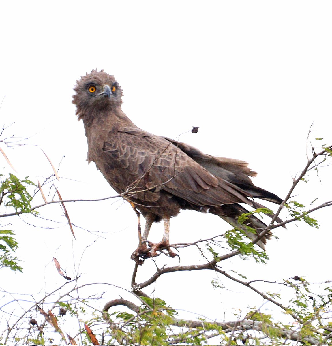 What a fiery gaze of the Brown Snake Eagle 
#BirdsSeenIn2023 #Kenya #ThePhotoHour #IndiAves #BBCWildlifePOTD #TwitterNatureCommunity #WildlifePhotography #birdsphotography #popphotooftheday #BirdsOfTwitter #bbccountryfilemagpotd #naturelovers #PhotoMode #birdoftheday