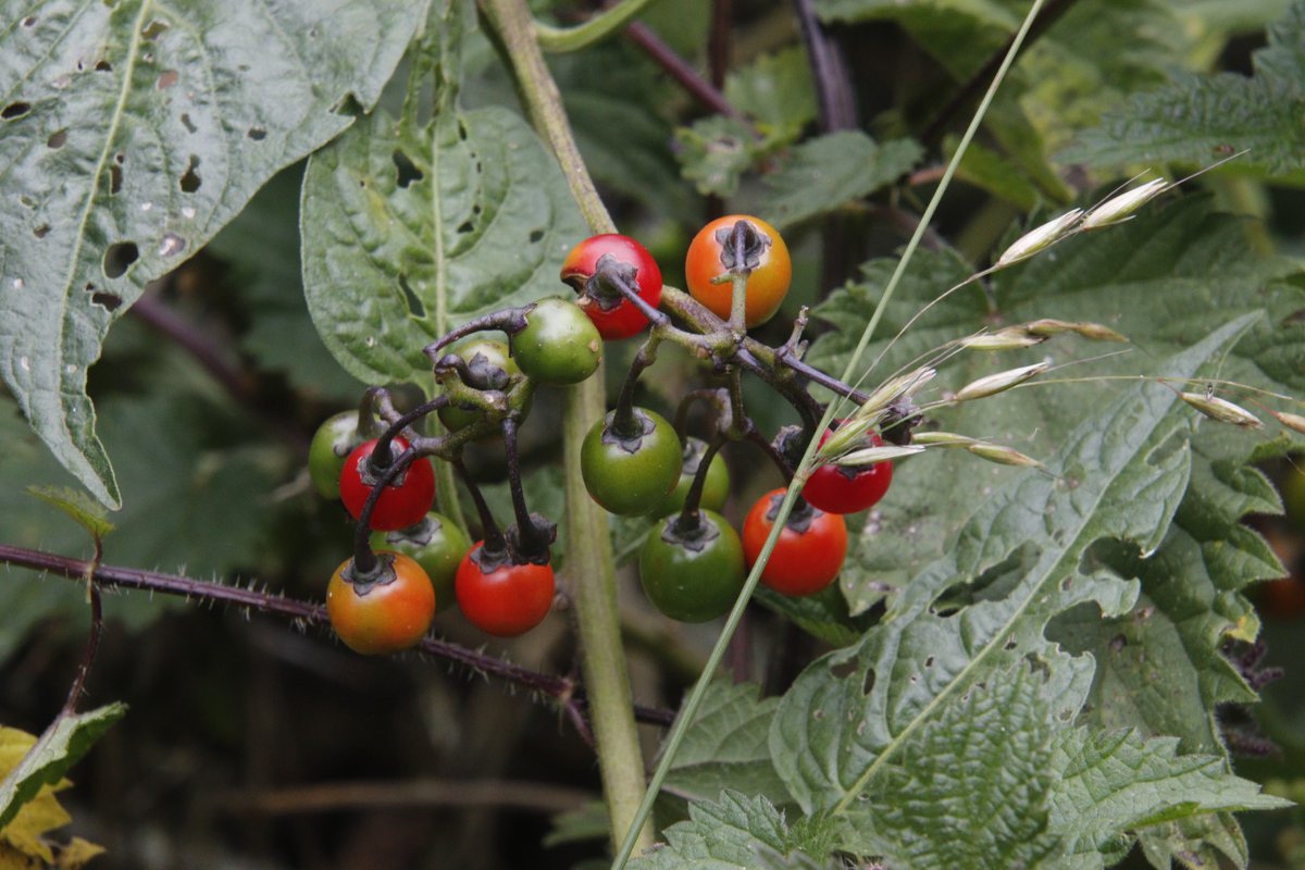 PratoStan's tweet photo. Common on local  coasts woody nightshade is one of the less poisonous members of the Solanaceae. Poisoning in humans is rare probably due to  the berries'   bitter taste. Note the resemblance  to its edible relations potatoes and tomatoes. @ELCrangers @TheCaley @BSBIbotany https://t.co/Y1qtrtqY1h
