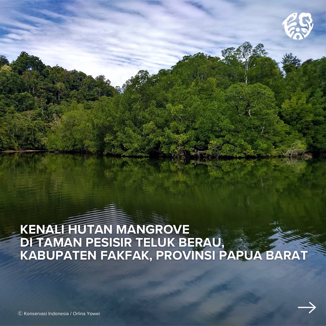 KonservasiID's tweet photo. SELAMAT #HARIMANGROVE!
Di Indonesia luas hutan mangrove yang cukup besar ada di #Papua. Kali ini, yuk ngintip kawasan mangrove di Taman Pesisir Teluk Berau, Kabupaten #Fakfak, Provinsi #PapuaBarat.
Apa yang menarik disana? Simak konten berikut!
#NaturalClimateSolution https://t.co/8jkCajrQIi