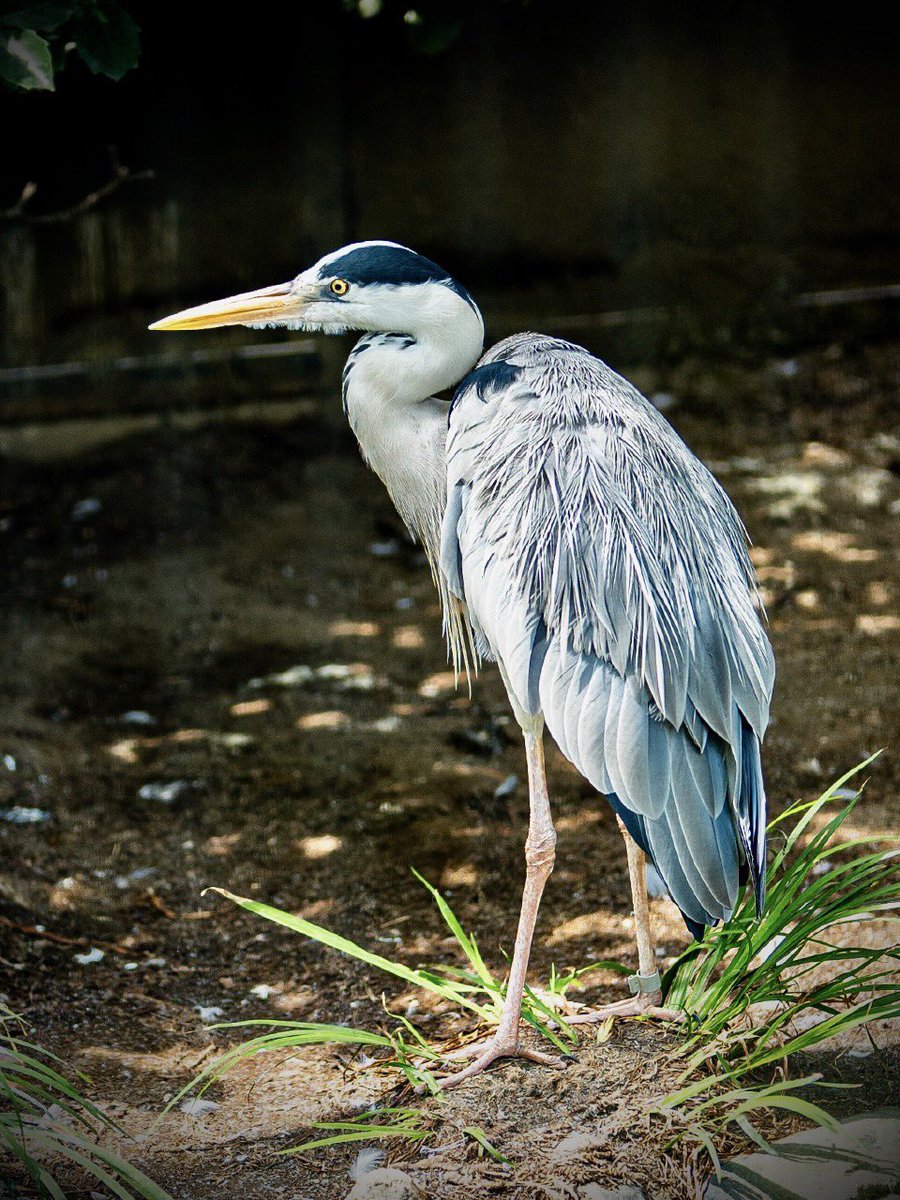 三鷹の森ジブリ美術館　Ghibli Museum, Mitaka tweet media