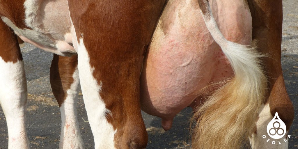 Mastitis can occur in dairy cows at different severity levels. Early detection is the most effective tool to timely identify mastitis cases and intervene with the right solution. This does not mean using antibiotics systematically. Find out more 👉ozolea.it/when-dairy-cow…