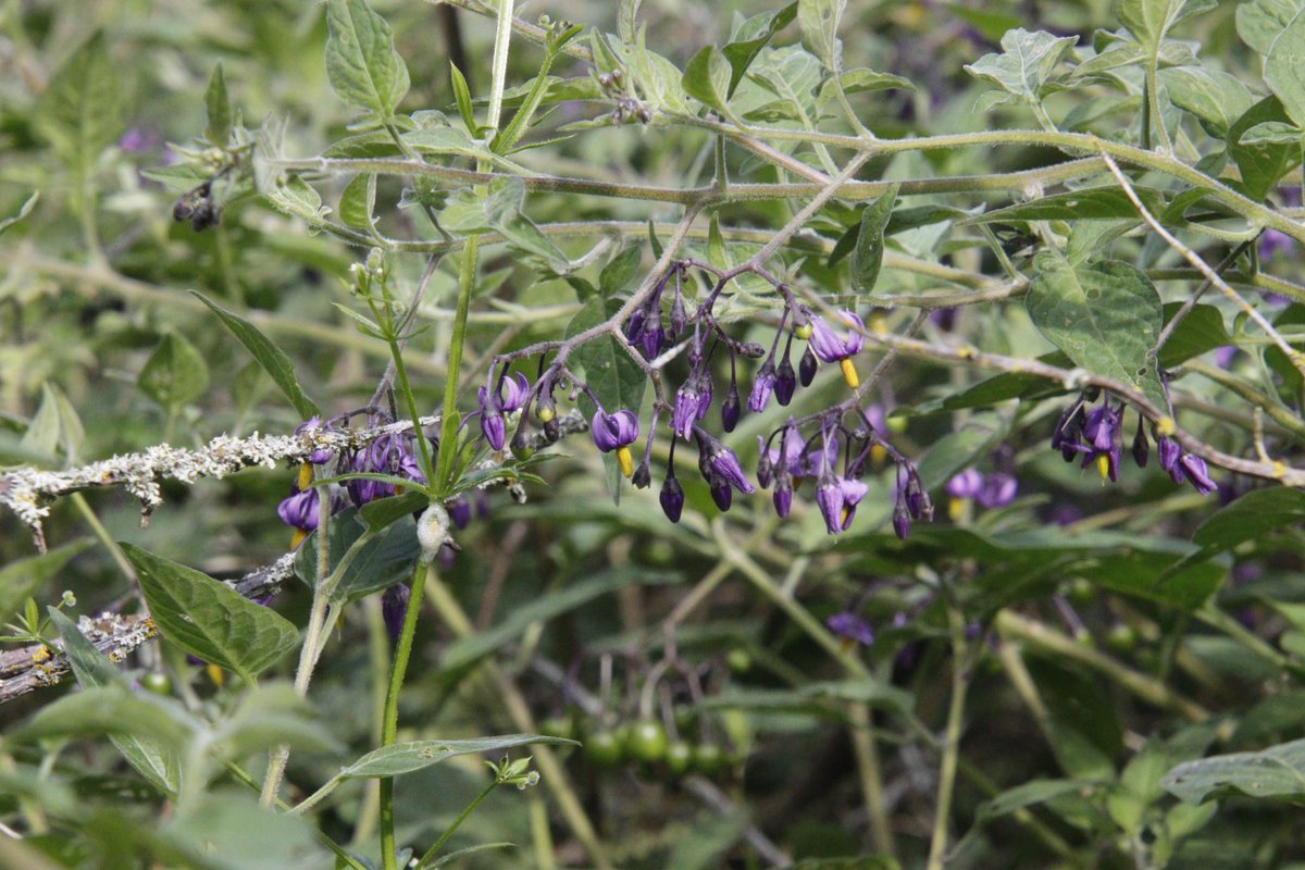 PratoStan's tweet photo. Common on local  coasts woody nightshade is one of the less poisonous members of the Solanaceae. Poisoning in humans is rare probably due to  the berries'   bitter taste. Note the resemblance  to its edible relations potatoes and tomatoes. @ELCrangers @TheCaley @BSBIbotany https://t.co/Y1qtrtqY1h