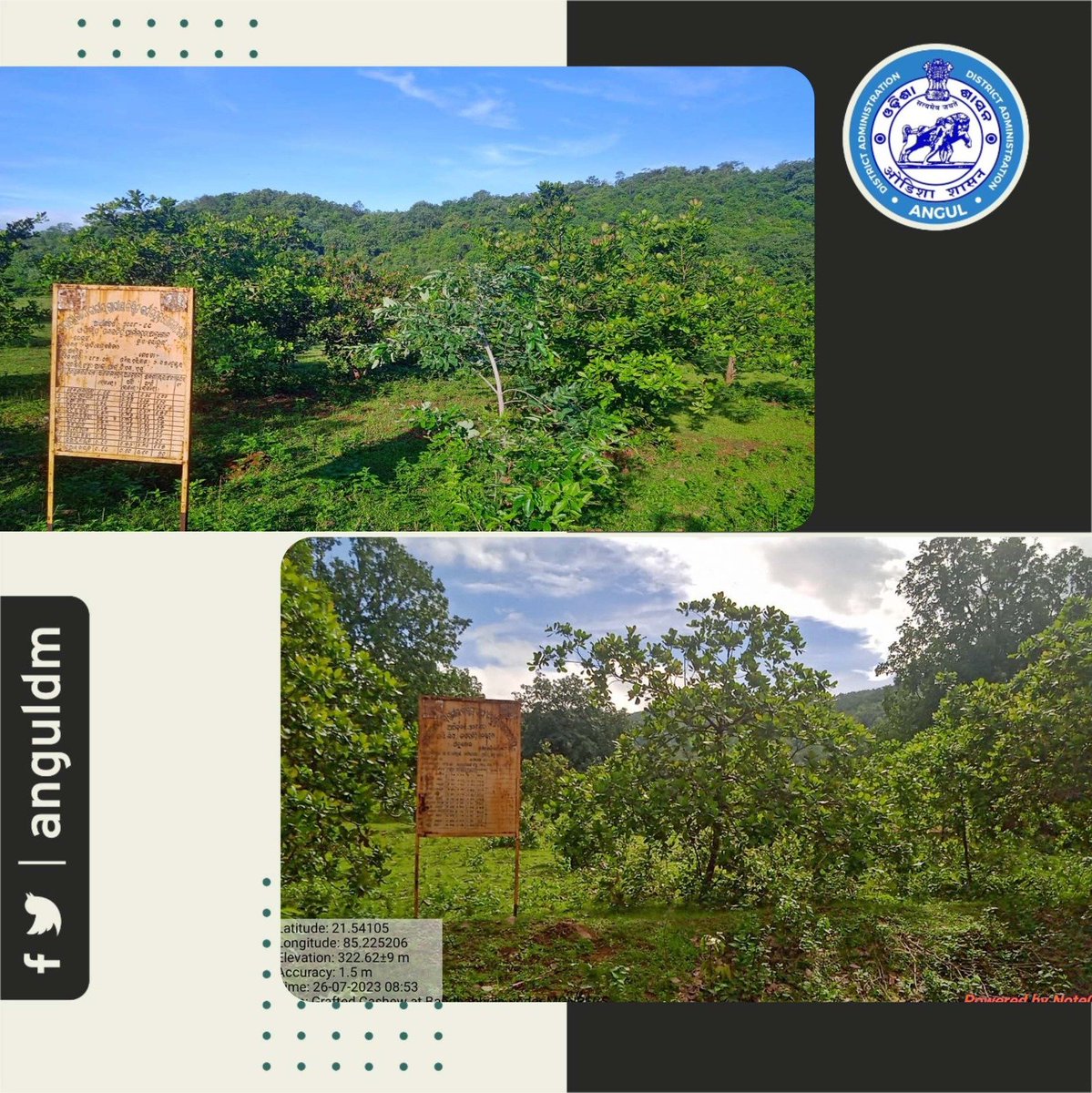 angul_dm's tweet photo. Present scenario of Grafted Cashew supported at Village:-Bandhabhuin of Bandhabhuin GP under MGNREGS in the FY-2018-19 by OPELIP Odisha #Paudi Bhuyan Development Agency #PBDA #Jamardihi #Pallahara #Angul. https://t.co/dp8nUiMewb
