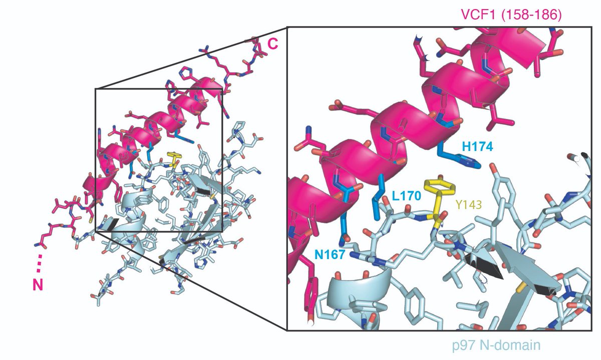 Our new study reporting the discovery of VCF1 (FAM104A), a novel unconventional cofactor for the VCP/p97 unfoldase, is now online @bioRxivpreprint biorxiv.org/content/10.110…