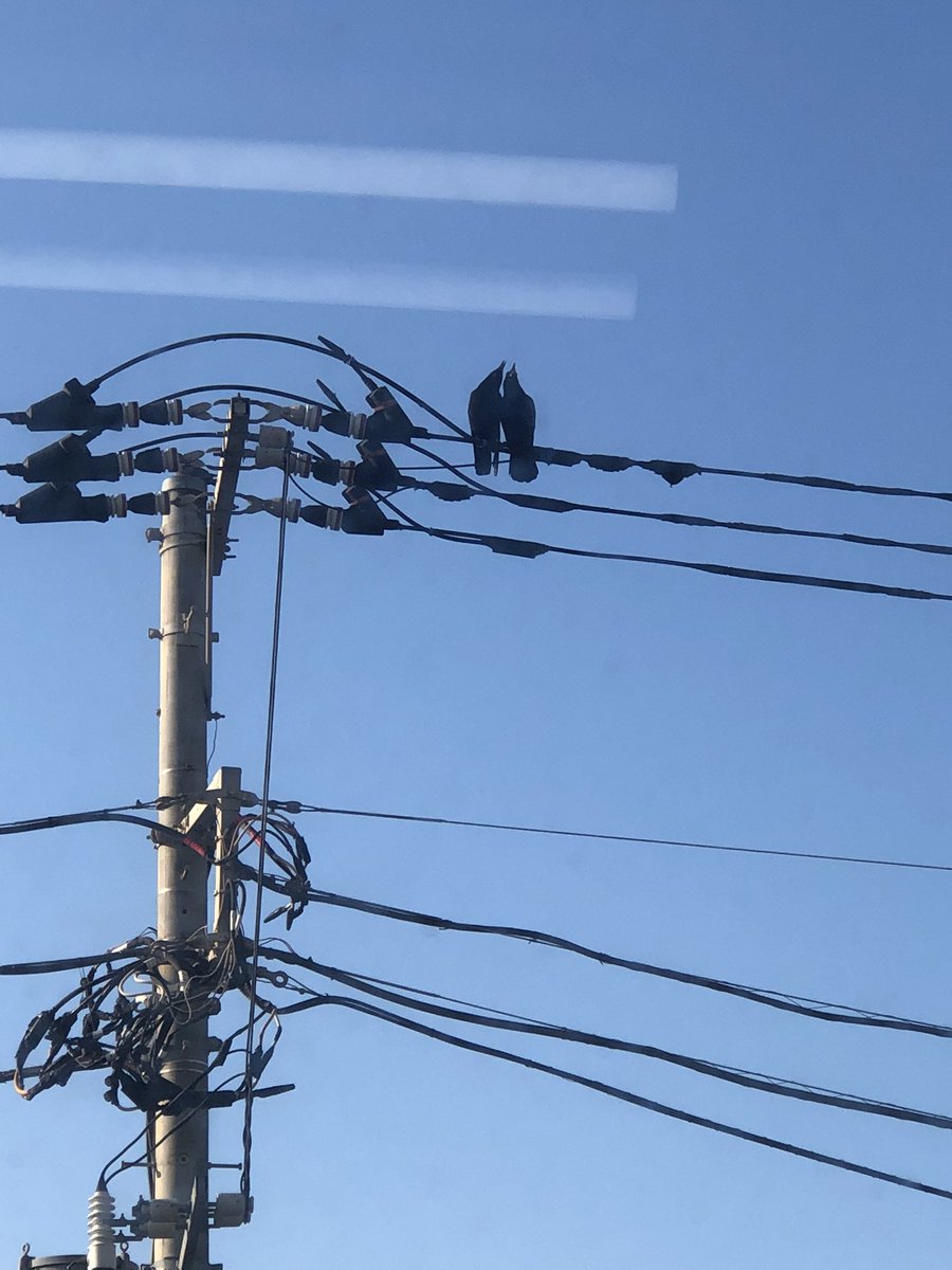 namidamedesu's tweet photo. 職場前のカップル(親子？)カラス🐦‍⬛暑いのにくっついて口開けてる https://t.co/zn570fhKKd