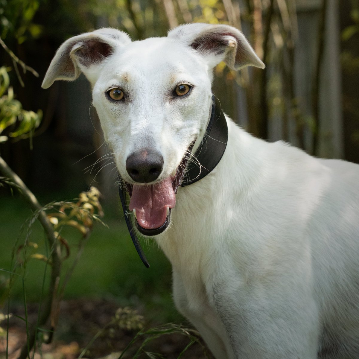 Ryan is a happy, 2 year old Lurcher who loves meeting people and making new friends. As he is so very fond of all things active, Ryan would love to find an outdoorsy family who will enjoy getting out &amp; about with him!

Please click here: mgar.org.uk/52689 for more details.