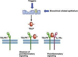 OpenRespiratory's tweet photo. 👉 Today we suggest the following article: 'Efficacy and potential positioning of tezepelumab in the treatment of severe asthma'

🔗:https://t.co/pfhoJ7Z28u

#OpenRespiratory  #SEPAR https://t.co/g7Z3Aww5Lu