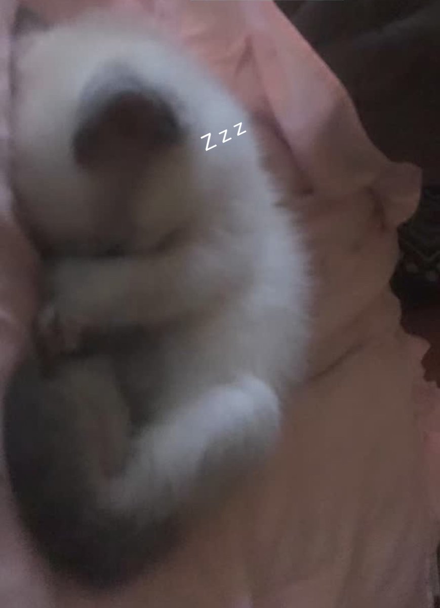 uzixnye's tweet photo. this pic is so cutieee. my cat use to b so teeny :,) https://t.co/pccmC9NgXJ