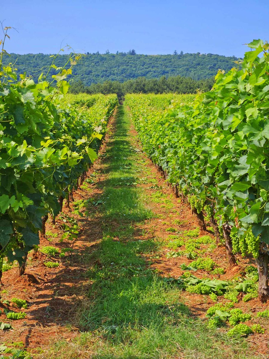 ✂️🍇Green Harvest🍇✂️
Some grapes are selected and cut with the aim of improving the quality of the grapes that will remain in the vineyards.
✂️Controlling the yields
🍇Optimal maturity
🍷Flavor concentration
📈Quality improvement

#ktimapavlidis #pgidrama #winesofdrama #grapes