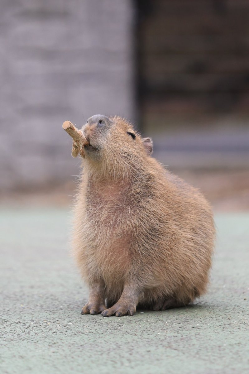 Palitos deliciosos うまい棒😋 #Capybara #japon