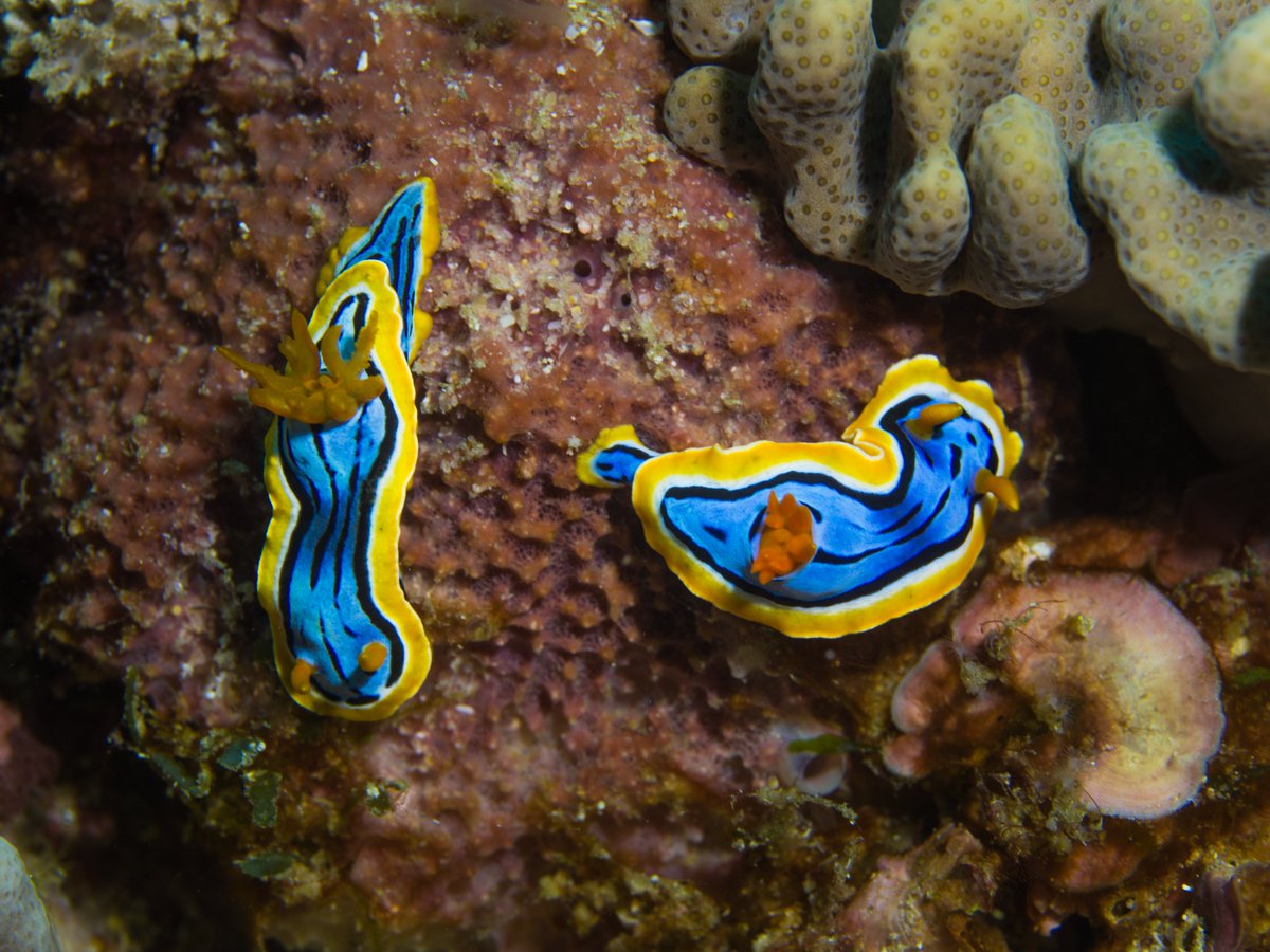 Cedric van den Berg (@vancedberg) on Twitter photo Today's cover of ProcB - Signal detectability and boldness are not the same: the function of defensive coloration in nudibranchs is distance-dependent. With <a href="/karen_cheney/">Karen Cheney</a> & J. Endler <a href="/UQscience/">UQ Science</a>
<a href="/QldBrainInst/">Queensland Brain Institute, UQ</a> <a href="/EcoVisUQ/">Visual Ecology UQ</a> <a href="/EcologyofVision/">Ecology of Vision</a> <a href="/MicaToolbox/">micaToolbox</a> #colsci shorturl.at/qSV38 Today's cover of ProcB - Signal detectability and boldness are not the same: the function of defensive coloration in nudibranchs is distance-dependent. With <a href="/karen_cheney/">Karen Cheney</a> & J. Endler <a href="/UQscience/">UQ Science</a>
<a href="/QldBrainInst/">Queensland Brain Institute, UQ</a> <a href="/EcoVisUQ/">Visual Ecology UQ</a> <a href="/EcologyofVision/">Ecology of Vision</a> <a href="/MicaToolbox/">micaToolbox</a> #colsci shorturl.at/qSV38