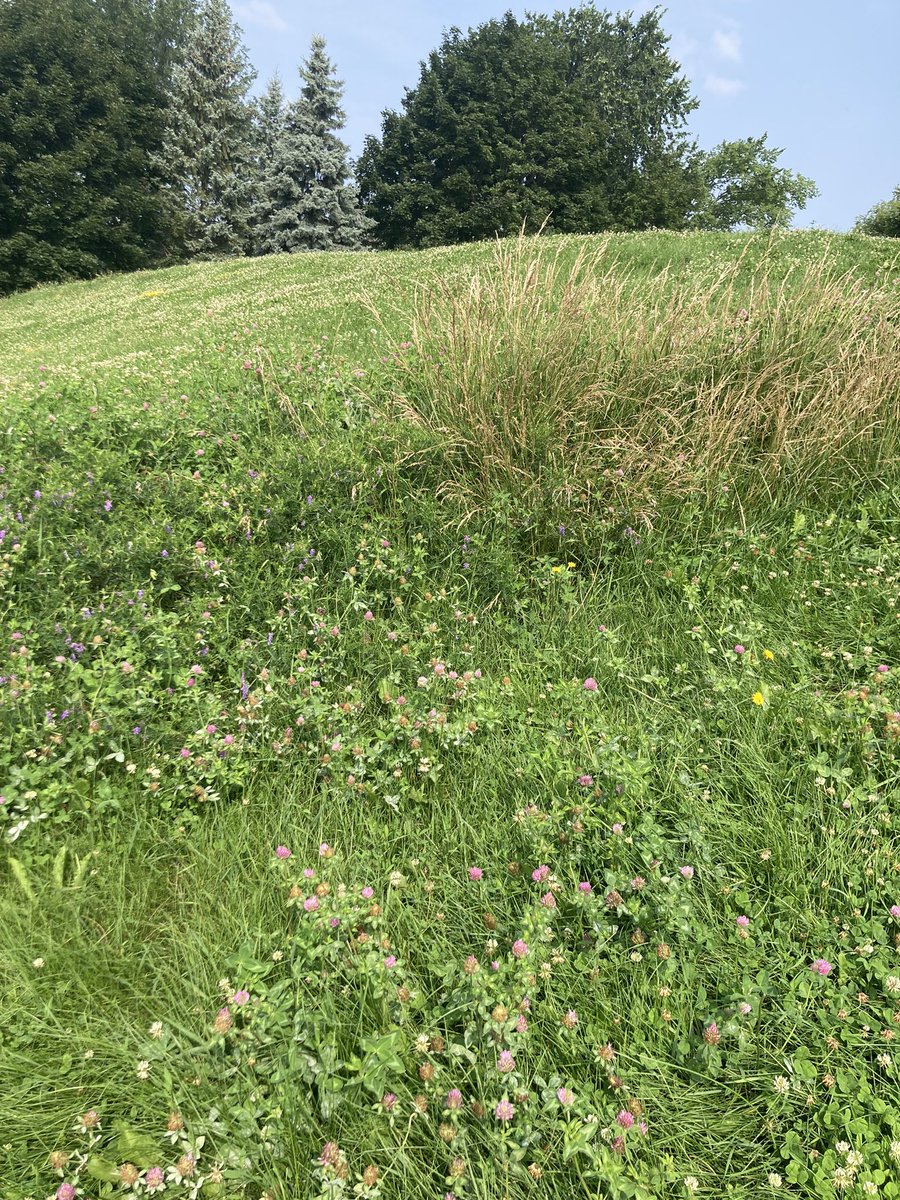 jes4climate's tweet image. My municipality, Lachine, in @montreal has started re-naturalizing some spaces. Wildflowers have popped up, and with it, more bees, butterflies and insects I can’t name. It’s so lovely here.