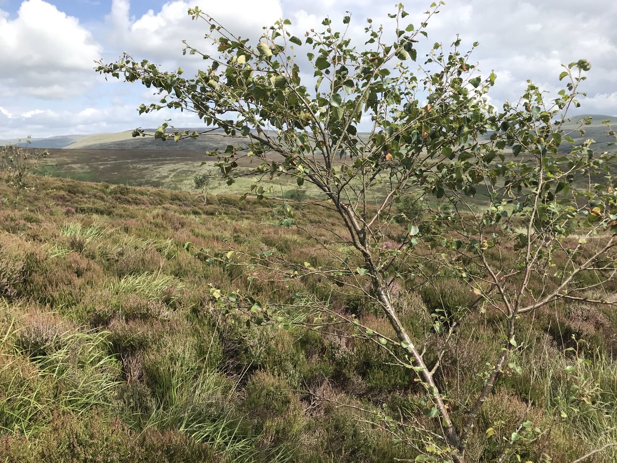 This 10,000-acre estate was once the Duke of Buccleuch’s grouse moor - now it’s been bought out by the Langholm community &amp; is being restored as a nature reserve! Natural regeneration, peat rewetting, orchid meadows. Thanks Jenny &amp; Kat (Langholm Initiative) for showing me around!