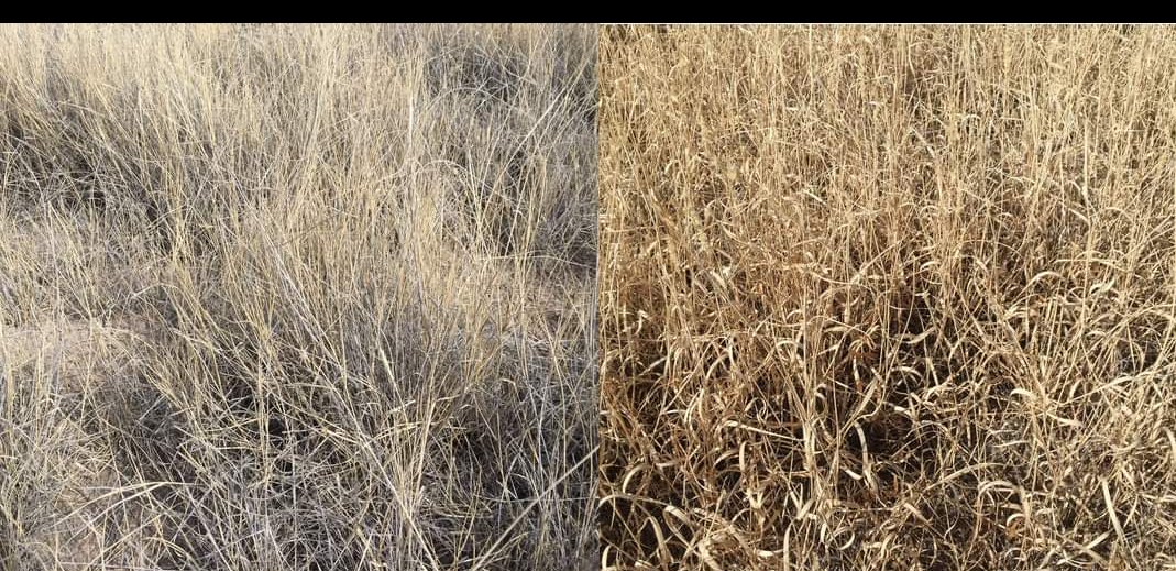 Both of these are tobosa grasses in the Chihuahuan desert from the same region. The LEFT is conventional management; the RIGHT is rational/holistic management. Same day in winter, same precipitation. R. functioning soil, L mismanaged desertification oxidation. 
#RegenerativeAg