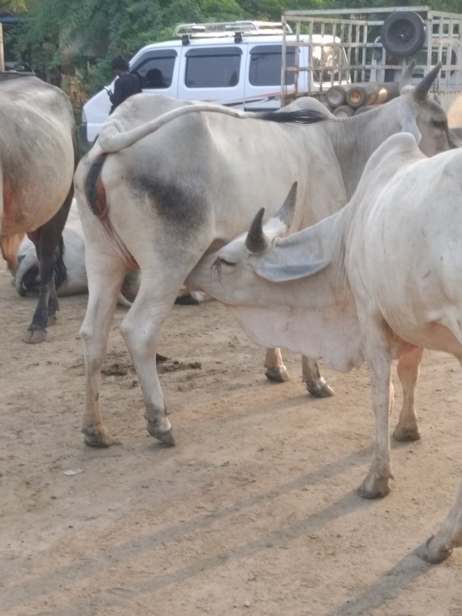 GautamDantani14's tweet image. #SaveGaming
माता की माता का दर्द समझ सकती है
🙏🙏