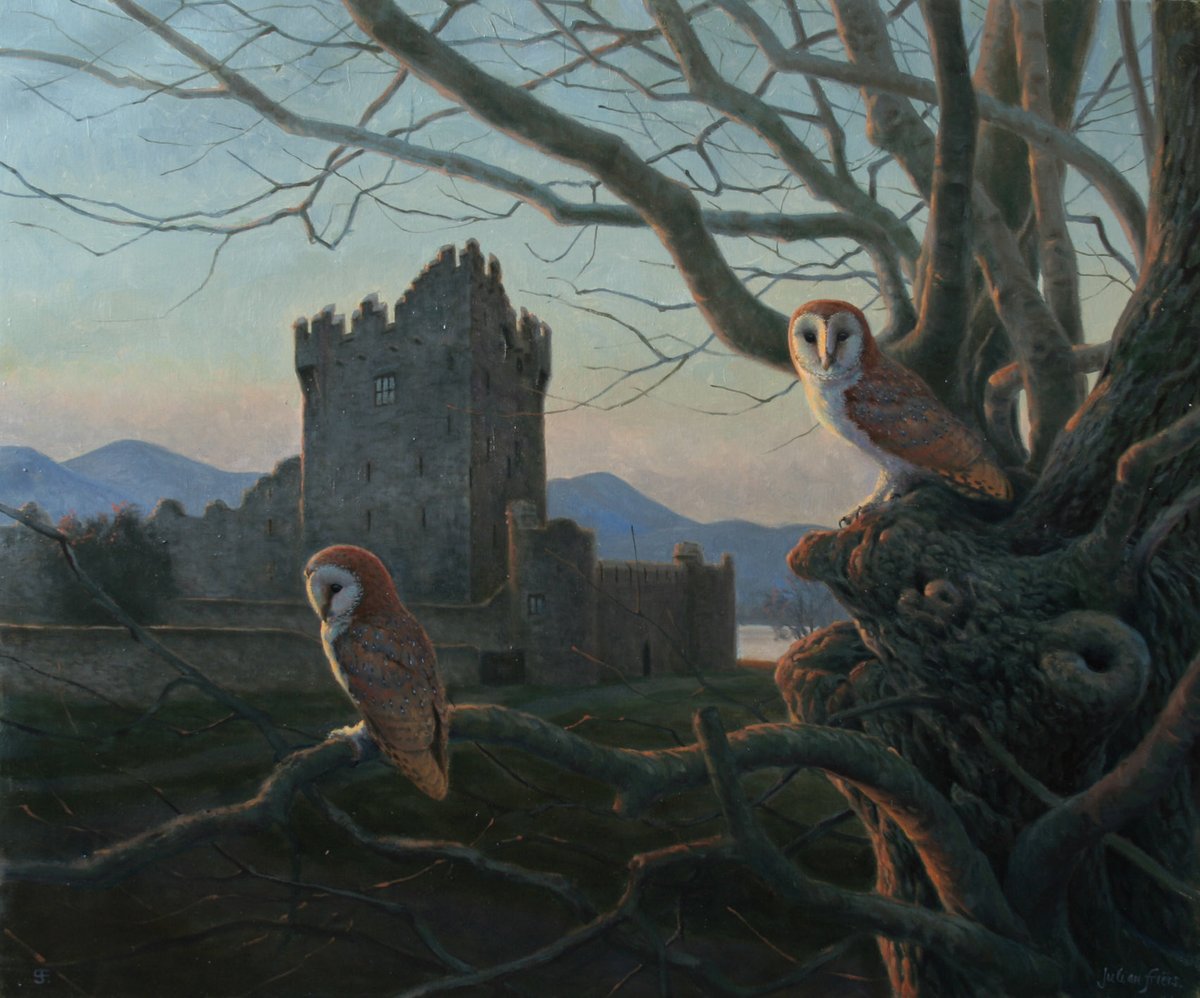 'The Ghosts of Ross Castle'

Barn Owls in the evening sun, surveying Lough Leane, the Reeks and what remains of the ancient seat of O'Donaghue

#kerry #killarneynationalpark #irishwildlife #irishbirds #irishart #irishpainting #barnowls