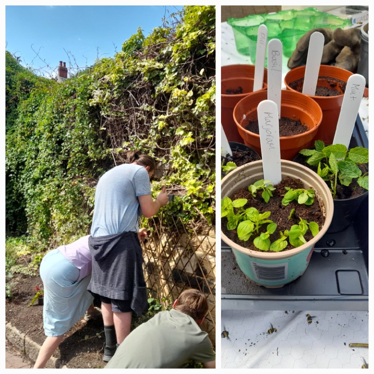 pclokey's tweet image. Focus today on planting herbs at #Ashlar @CryptLeeds. Hoping they can be used for residents when meal planning. Finishing off with trellis building and positioning for the honeysuckle. #ClientWellbeing #mentalhealthsupport