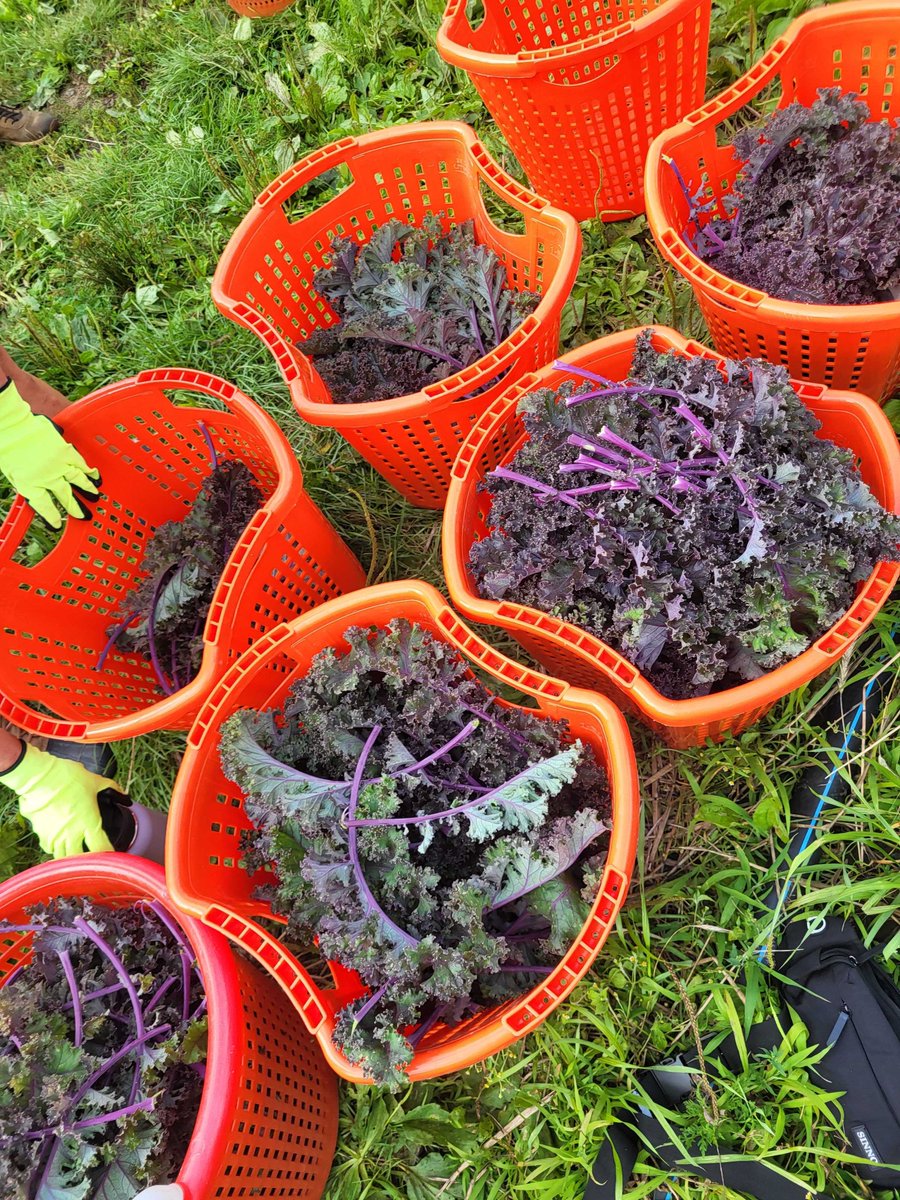 Blustream.io tweet media