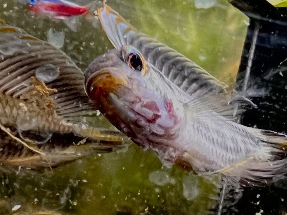 導入から放置していたZ5。とりあえず確認。少し太く感じたので、ブライン少なめ飼育していたのですが、まだまだ太い。背鰭も高めだし、ダニバンドもハッキリしてるし、見応えあるアピストですね🤩
AP.sp.Z5

aquarium.blogmura.com/apistogramma/r…

#毎日アピスト #キンメの毎日　#アピスト
#水草 #熱帯魚