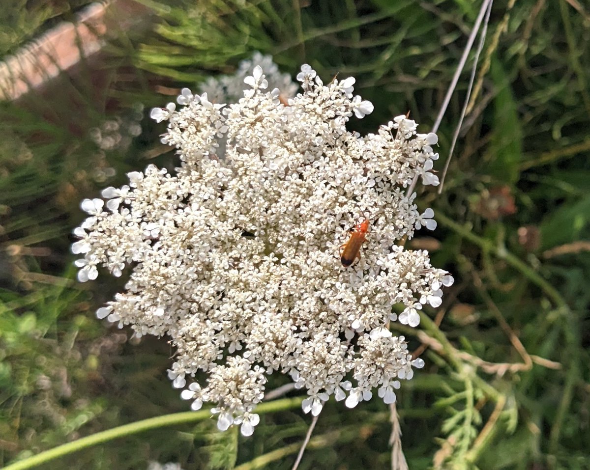 TheLearningRes's tweet photo. Taking a break from delivering a virtual #problemingsolving workshop.
Took a stroll along the Greenway. Spotted this beauty: insect having their lunch on a #BurnetSaxifraga on the #greenway in #polranny.
#biodiversityireland #rca #elearning https://t.co/1aYkvA5VTB