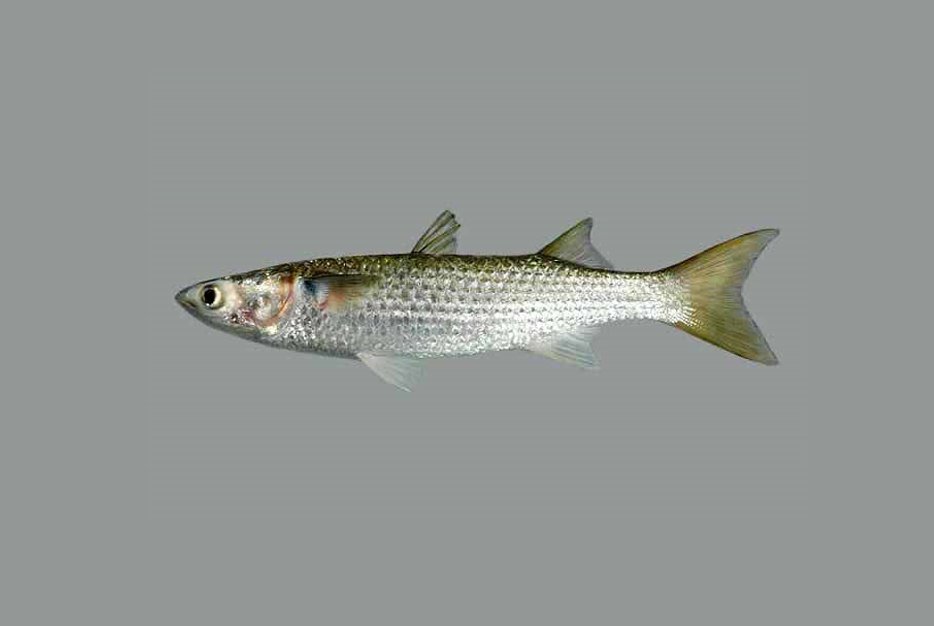 EurOBIS_VLIZ's tweet photo. #NewDataset
Abundance of young mullet
> 113 occurrences from #Brazil🇧🇷
> 113 #Mugil #taxa #FAIRdata @EMODnet #Ingestion
available via https://t.co/hBOa2397FR
@jmeesvliz @VLIZnews @EMODnet #Biology @LifeWatchVLIZ @OBISNetwork #marinescience #OpenScience https://t.co/nBrS3qq7Za