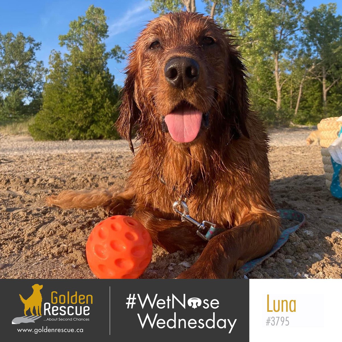 Luna #3795 enjoying this midsummer sunshine🌞 Happy #WetNoseWednesday!

Send in your goldens' water adventures to socialmedia@goldenrescue.ca to be featured on our page!

#golden #adoptdontshop #secondchances #goldenretriever