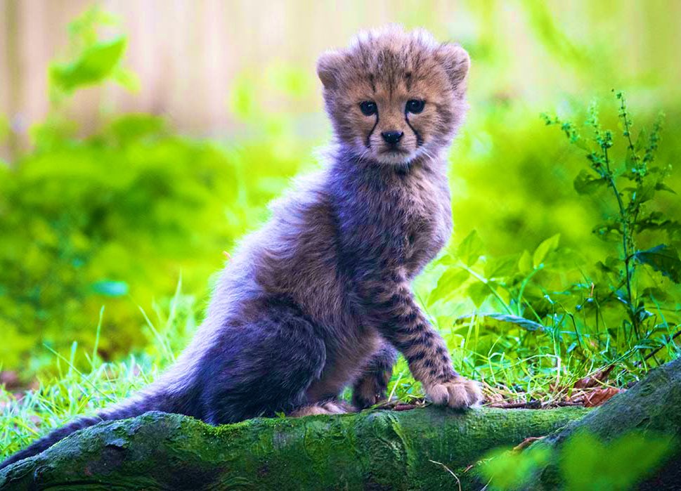 Subzy 🇨🇦 tweet media