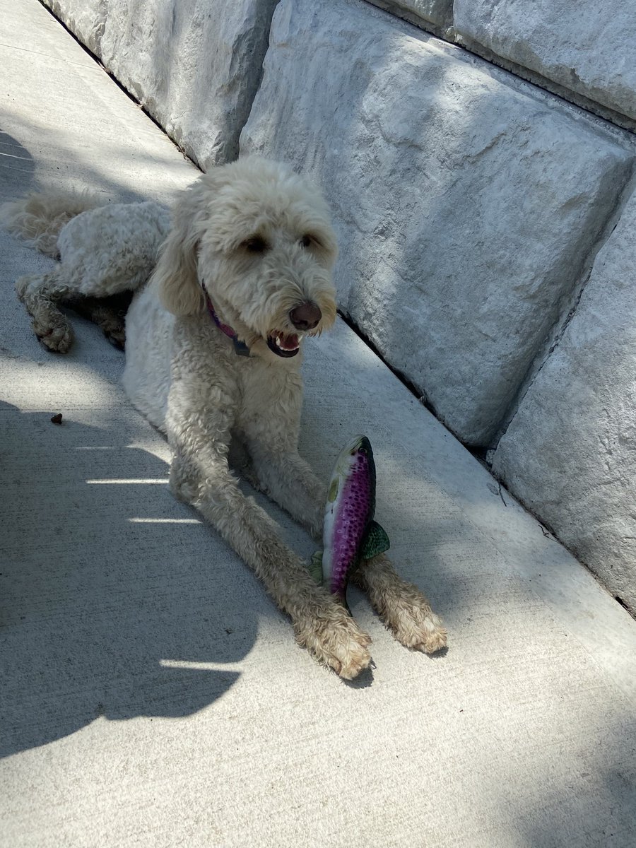 We’ve restocked our dog toys and CJ has found her new favourite