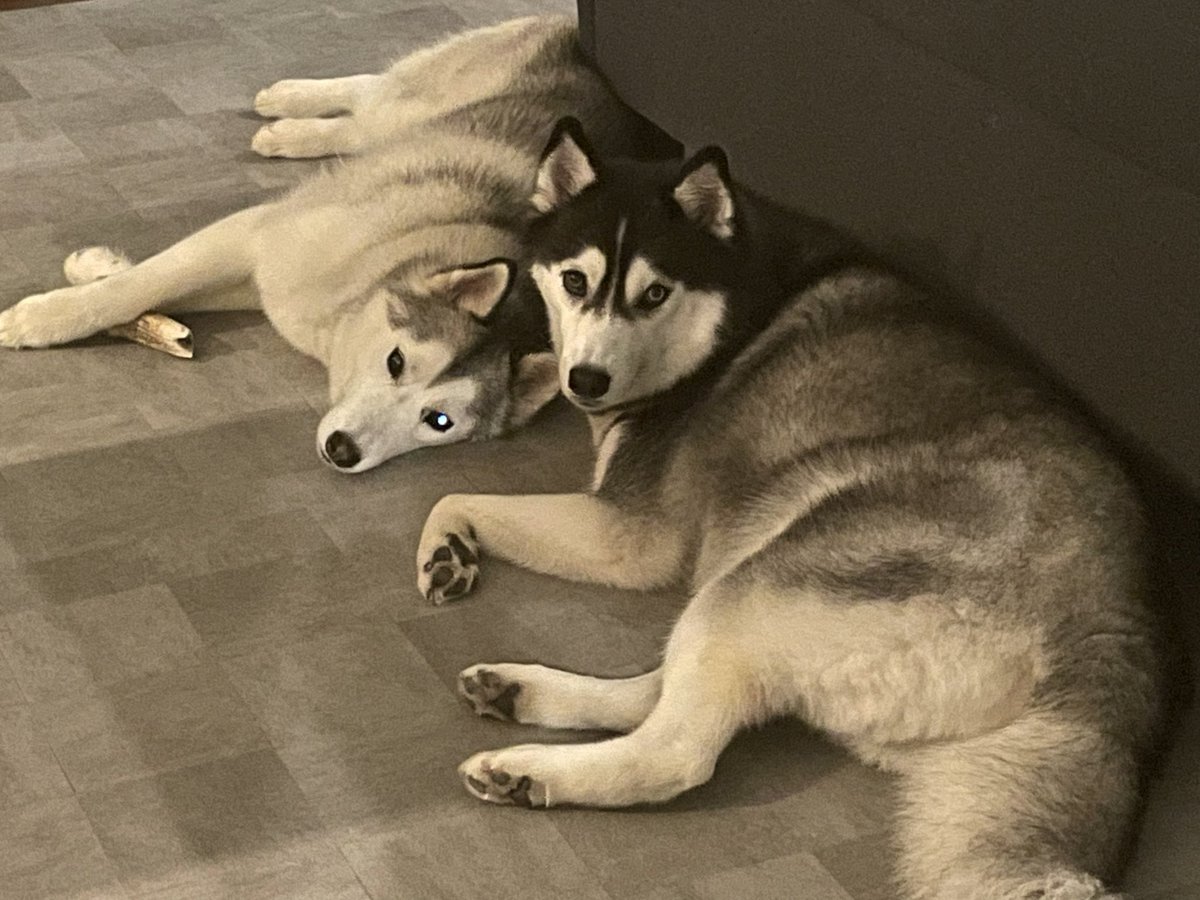 lime_husky_rolf's tweet photo. 何かあってショックを受けても、この子達がいれば乗り越えられる！！！
この子達のために頑張るぞ！！！ https://t.co/3MyyGSORfd