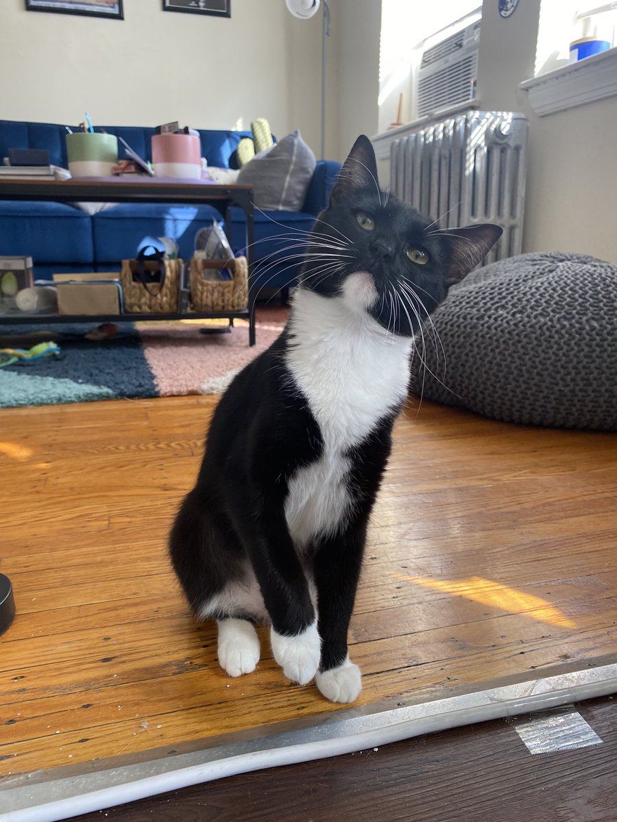 softboisarah's tweet photo. Adopt my foster daughter! https://t.co/OK0ndbG4Og https://t.co/Gg8G2lDsFh