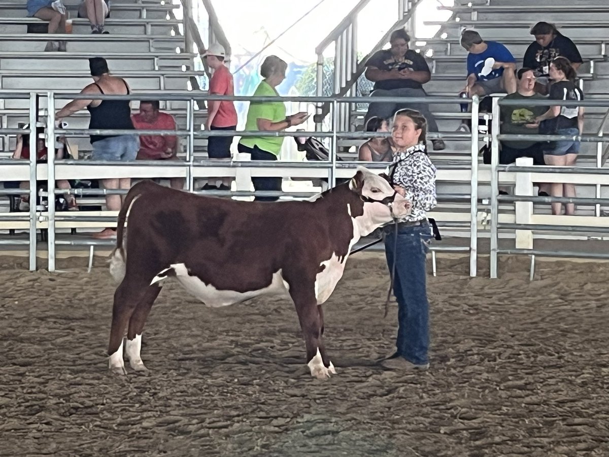 BkackEyeSusan's tweet photo. Show day came and went at the Del. State fair. The boys of BES and our 4H showmen had a great day. First and second in their class and was honorable mention in final drive. These Small Town Kid calves have had a great run this summer. Many thanks to everyone for their help!!! https://t.co/5CWhhgfWNr